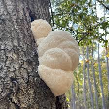 Image result for Leucoraja erinaceus