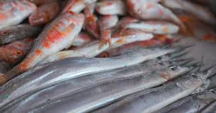 Image result for Crenimugil seheli