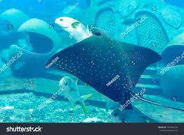 Image result for Aetobatus ocellatus