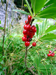 Attēlu rezultāti vaicājumam “Daphne mezereum fruit”