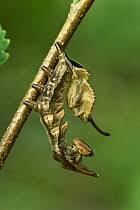 Attēlu rezultāti vaicājumam “Stauropus fagi larva”