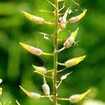 Attēlu rezultāti vaicājumam “Sinapis alba fruit”