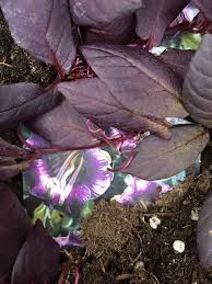 Image result for Glockenrebe