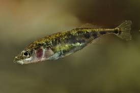 Attēlu rezultāti vaicājumam “Gasterosteus aculeatus”