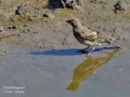 Attēlu rezultāti vaicājumam “Carduelis cannabina adult”