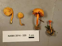 Attēlu rezultāti vaicājumam “Hygrocybe sp.”