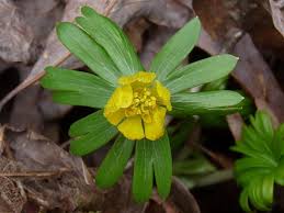 Attēlu rezultāti vaicājumam “Eranthis hyemalis”