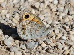 Attēlu rezultāti vaicājumam “Lasiommata maera underside”