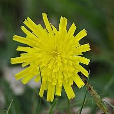 Attēlu rezultāti vaicājumam “Pilosella officinarum bud”