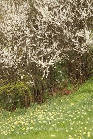 Attēlu rezultāti vaicājumam “Prunus spinosa”