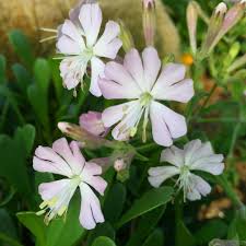 Attēlu rezultāti vaicājumam “Silene tatarica flower”