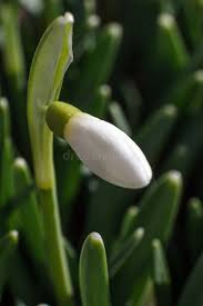 Attēlu rezultāti vaicājumam “Galanthus nivalis bud”