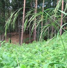 Attēlu rezultāti vaicājumam “Bromopsis benekenii”