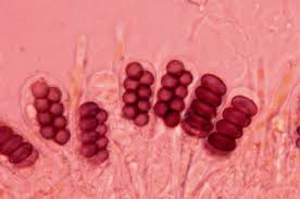 Attēlu rezultāti vaicājumam “Enteridium variabile macro”