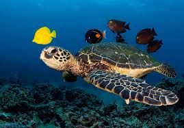 Image result for Caretta caretta