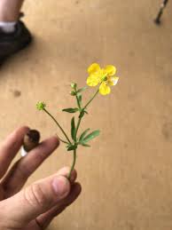 Attēlu rezultāti vaicājumam “Ranunculus auricomus flower”