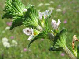 Image result for Euphrasia stricta