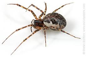 Attēlu rezultāti vaicājumam “Neriene montana”