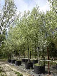 Attēlu rezultāti vaicājumam “Populus alba Nivea”