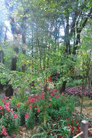 Attēlu rezultāti vaicājumam “Taxus wallichiana”