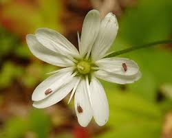 Attēlu rezultāti vaicājumam “Stellaria graminea flower”