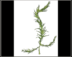 Attēlu rezultāti vaicājumam “Conardia compacta”