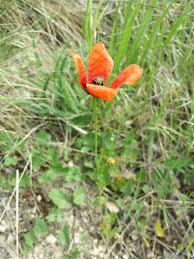 Attēlu rezultāti vaicājumam “Papaver argemone flower”