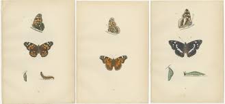 Attēlu rezultāti vaicājumam “Clossiana selene upperside”