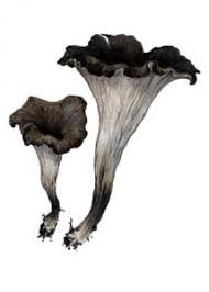 Attēlu rezultāti vaicājumam “Cratarellus cornucopioides”