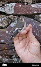 Attēlu rezultāti vaicājumam “Ficedula hypoleuca juvenile”