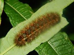 Attēlu rezultāti vaicājumam “Spilosoma lutea larva”