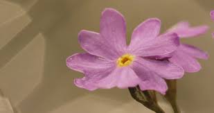 Attēlu rezultāti vaicājumam “Primula farinosa fruit”