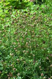 Attēlu rezultāti vaicājumam “Poterium sanguisorba flower”