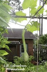 Image result for tromboncino