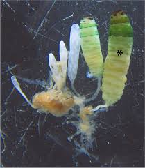 Attēlu rezultāti vaicājumam “Leucochloridium paradoxum”