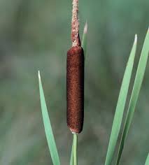 Attēlu rezultāti vaicājumam “Typha latifolia leaf”