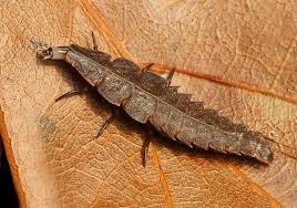 Attēlu rezultāti vaicājumam “Lampyridae”