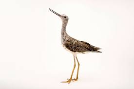 Image result for Tringa melanoleuca