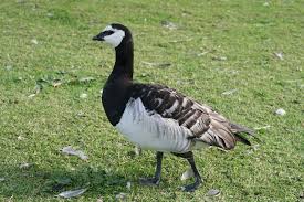 Attēlu rezultāti vaicājumam “Branta leucopsis adult”