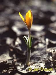 Attēlu rezultāti vaicājumam “Colchicum luteum”