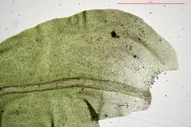 Attēlu rezultāti vaicājumam “Anomodon viticulosus”