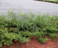 Attēlu rezultāti vaicājumam “Vicia cracca bud”
