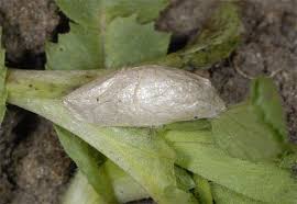 Attēlu rezultāti vaicājumam “Zygaena cocoon”