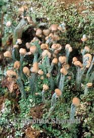 Attēlu rezultāti vaicājumam “Cladonia botrytes”