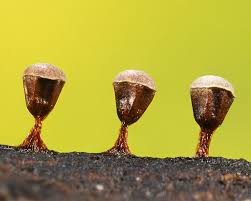 Attēlu rezultāti vaicājumam “Craterium minutum macro”