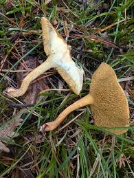 Attēlu rezultāti vaicājumam “Suillus bovinus”