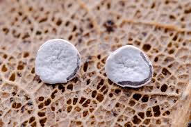 Attēlu rezultāti vaicājumam “Diderma hemisphaericum spores”