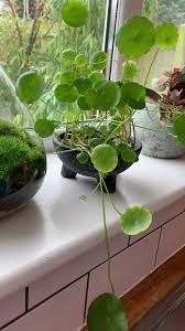 Attēlu rezultāti vaicājumam “Hydrocotyle vulgaris”