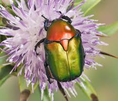 Attēlu rezultāti vaicājumam “Potosia cuprea”
