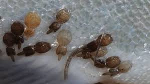 Attēlu rezultāti vaicājumam “Licea chelonoides spores”